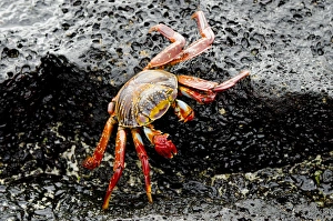Ecuador, Galapagos, Floreana, Punta Cormoran. Colorful Sally lightfoot crab (wild Ecuador, Galapagos, Floreana, Punta Cormoran. Colorful Sally lightfoot crab (wild