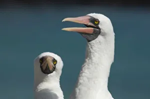 Ecuador, Galapagos. Genovesa Island aka Tower, Darwin Bay. Nazca booby aka Masked booby (WILD) Ecuador, Galapagos. Genovesa Island aka Tower, Darwin Bay. Nazca booby aka Masked booby (WILD)
