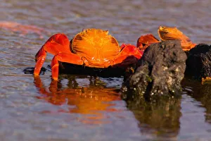 Ecuador, Galapagos Islands National Park, Puerto Egas, Sally Lightfoot Crabs (Grapsus Ecuador, Galapagos Islands National Park, Puerto Egas, Sally Lightfoot Crabs (Grapsus