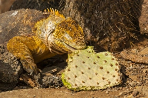 Ecuador, Galapagos National Park. Close-up of land iguana eating cactus leaf. Credit as Ecuador, Galapagos National Park. Close-up of land iguana eating cactus leaf. Credit as