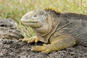 Ecuador, Galapagos, South Plaza Island. Endemic land iguana (Wild: Conolophus subcristatus) head Ecuador, Galapagos, South Plaza Island. Endemic land iguana (Wild: Conolophus subcristatus) head
