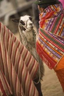 Ecuador, llama at weekly market which draws indigenous people from surrounding villages Ecuador, llama at weekly market which draws indigenous people from surrounding villages