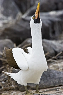 Ecuador. A Nazca Booby displays on Espaniola Island in the Galapagos Ecuador. A Nazca Booby displays on Espaniola Island in the Galapagos