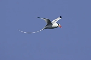 Ecuador. A red-billed Tropicbird in flight at Espaniola Island in the Galapagos Ecuador. A red-billed Tropicbird in flight at Espaniola Island in the Galapagos