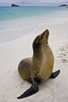 Ecuador. A sea lion poses on a beach in the Galapagos Islands Ecuador. A sea lion poses on a beach in the Galapagos Islands