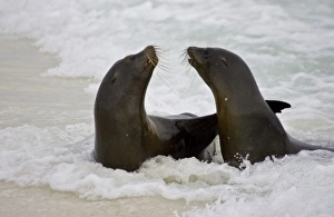 Ecuador. Sea lions play in the surf on a beach in the Galapagos Islands Ecuador. Sea lions play in the surf on a beach in the Galapagos Islands