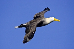 Ecuador. A Waved Albatross, a Critically Endangered. species, soars cliff-side Ecuador. A Waved Albatross, a Critically Endangered. species, soars cliff-side