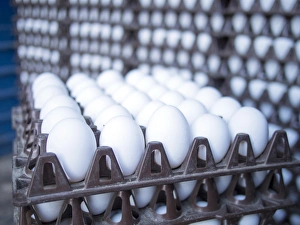 Eggs get stacked in crates in Bangalore, Karnataka, India Eggs get stacked in crates in Bangalore, Karnataka, India