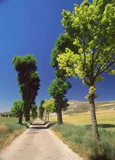 El Camino de Santiago de Compostela, Castile, Spain Pilgrimage road El Camino de Santiago de Compostela, Castile, Spain Pilgrimage road