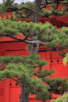 Elaborately sculpted pine trees in the grounds of the Sanjuusangendo Temple in Kyoto Elaborately sculpted pine trees in the grounds of the Sanjuusangendo Temple in Kyoto
