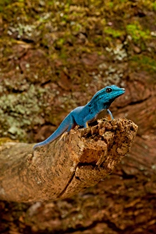 Electric Blue Day Gecko, Lygodactylus williamsi, Native to Tanzania Electric Blue Day Gecko, Lygodactylus williamsi, Native to Tanzania