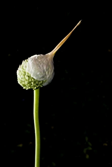 Elephant garlic, Allium ampeloprasum, California Elephant garlic, Allium ampeloprasum, California