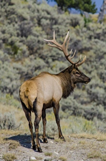 Elk (Cervus canadensis) near Indian Creek, Yellowstone National Park, Wyoming, USA Elk (Cervus canadensis) near Indian Creek, Yellowstone National Park, Wyoming, USA