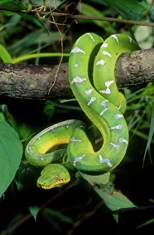 Emerald Tree Boa Corallus canina Native to Northern South America Emerald Tree Boa Corallus canina Native to Northern South America
