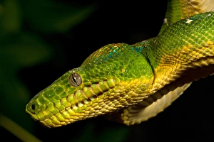 Emerald Tree Boa Corallus caninus Native to Northern South America Habitat - Arboreal Emerald Tree Boa Corallus caninus Native to Northern South America Habitat - Arboreal