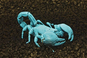 Emperor scorpion flourescing under black light, Pandinus imperator Africa Emperor scorpion flourescing under black light, Pandinus imperator Africa