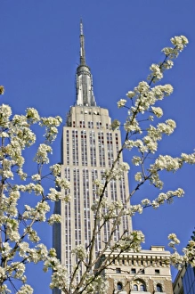 Empire State Building framed by flowering tree New York City Empire State Building framed by flowering tree New York City