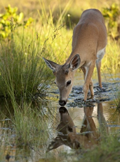 Key Deer Refuge Print: Endangered Key Deer Buck Reflection