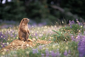 endangered olympic marmot, Marmota olympus, with flowering lupine stands outside endangered olympic marmot, Marmota olympus, with flowering lupine stands outside