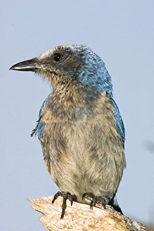 The endangered scrub jay is natibe to rare scrub habitats in Florida. Their friendly The endangered scrub jay is natibe to rare scrub habitats in Florida. Their friendly