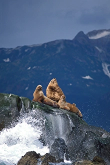 Endangered stellar sea lions, Eumetopias jubatus, sun themselves along the coast Endangered stellar sea lions, Eumetopias jubatus, sun themselves along the coast