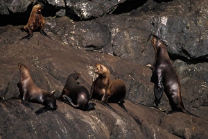 Endangered steller sea lion, Eumetopias jubatus, hauled out on rocks in Resurrection Bay Endangered steller sea lion, Eumetopias jubatus, hauled out on rocks in Resurrection Bay