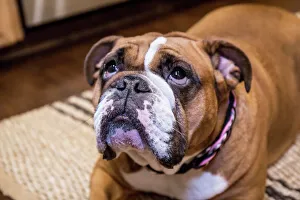 English Bulldog, on a down and stay command, hopeful for a treat English Bulldog, on a down and stay command, hopeful for a treat