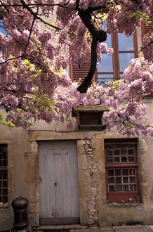 EU, France, Burgundy, Yonne, Vezelay. Spring flowers EU, France, Burgundy, Yonne, Vezelay. Spring flowers