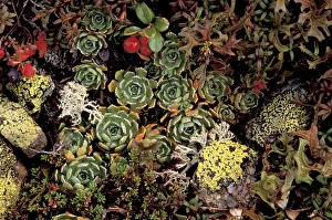 EU, Switzerland, Averserrhein Valley Forest floor flora EU, Switzerland, Averserrhein Valley Forest floor flora