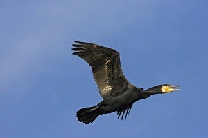 Eurasian Cormorant (phalacrocorax carbo) in the Danube Delta, in flight Eurasian Cormorant (phalacrocorax carbo) in the Danube Delta, in flight