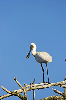 Eurasian spoonbill or common spoonbill (Platalea leucorodia) in the wetlands of the Danube Delta Eurasian spoonbill or common spoonbill (Platalea leucorodia) in the wetlands of the Danube Delta