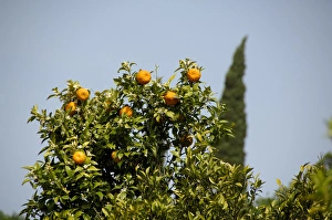Europe, Croatia. Fertile Konavle Valley, Croatian countryside. Orange tree with typical Europe, Croatia. Fertile Konavle Valley, Croatian countryside. Orange tree with typical