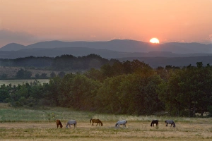 Europe, France, Provence region. Horses graze at sunrise Europe, France, Provence region. Horses graze at sunrise