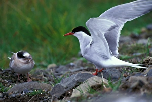 Europe, Iceland, Arctic tern (Sterna paradisaea) Europe, Iceland, Arctic tern (Sterna paradisaea)