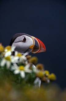 Europe, Iceland, Atlantic Puffin (Fratercula arctica) Europe, Iceland, Atlantic Puffin (Fratercula arctica)