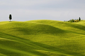 Europe, Italy, Tuscany. Cypress tree and wheat fields Europe, Italy, Tuscany. Cypress tree and wheat fields