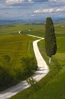 Europe; Italy; Tuscany; Icon Lone Tree and Winding Road Europe; Italy; Tuscany; Icon Lone Tree and Winding Road