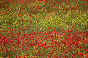 Europe; Italy; Tuscany; Poppy Fields In Full Bloom Europe; Italy; Tuscany; Poppy Fields In Full Bloom