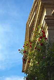 Europe; Italy; Tuscany; Roses on the side of a Small Back Country Church Europe; Italy; Tuscany; Roses on the side of a Small Back Country Church