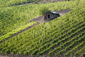 Europe; Italy; Tuscany; Small Rock Shed in The Vineyards in the Rolling Hills of Tuscany Europe; Italy; Tuscany; Small Rock Shed in The Vineyards in the Rolling Hills of Tuscany