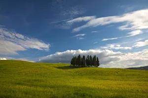 Europe; Italy; Tuscany; Tuscan Hill Side Cypress Tree Grouping Europe; Italy; Tuscany; Tuscan Hill Side Cypress Tree Grouping