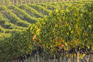 Europe; Italy; Tuscany; Vineyards in the Rolling Hills of Tuscany Europe; Italy; Tuscany; Vineyards in the Rolling Hills of Tuscany