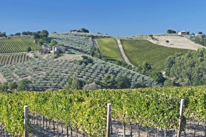 Europe, Italy, Umbria, near Montefalco, Vineyards & Olive Goves Europe, Italy, Umbria, near Montefalco, Vineyards & Olive Goves