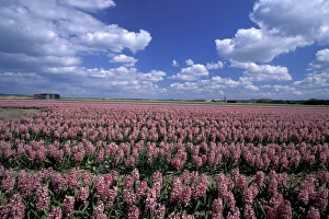 Europe, Netherlands, Sassenheim Flower fields Europe, Netherlands, Sassenheim Flower fields