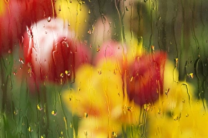 Europe, Netherlands. Tulips through a wet window Europe, Netherlands. Tulips through a wet window