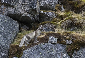 Europe, Norway, Svalbard, Prins Karls Forland Europe, Norway, Svalbard, Prins Karls Forland