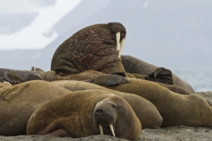 Europe, Norway, Svalbard, Svalbard, Prins Karls Forland. Group of walruses resting Europe, Norway, Svalbard, Svalbard, Prins Karls Forland. Group of walruses resting