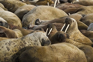 Europe, Norway, Svalbard, Torellneset. Group of walruses resting Europe, Norway, Svalbard, Torellneset. Group of walruses resting