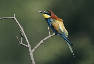 Colourful Bird Species Europe Prints: European Bee-eater, Merops apiaster, adult, Scrivia River, Italy, May