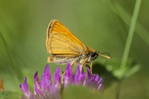 European Skipper butterfly, Thymelicus lineola, on clover at Phillips Farm in Marshfield European Skipper butterfly, Thymelicus lineola, on clover at Phillips Farm in Marshfield